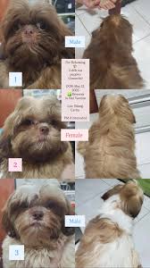 Shih Tzu Puppies for Sale – Vaccinated & dewormed – ₱12,000 each